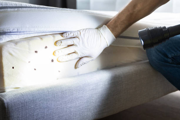 Best Flea Control Services  in Leechburg, PA